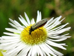 Oedemera lurida