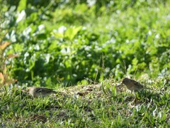 Fringilla montifringilla