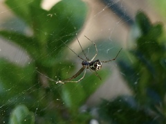 Linyphia triangularis