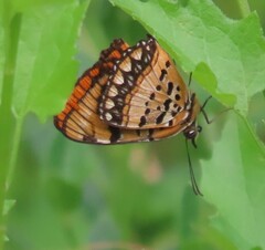 Byblia anvatara