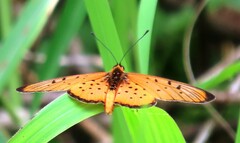 Acraea oncaea