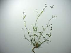 Epilobium foliosum