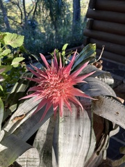 Aechmea fasciata