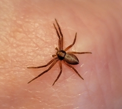 Philodromus rufus pacificus