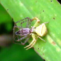 Gibbaranea bituberculata