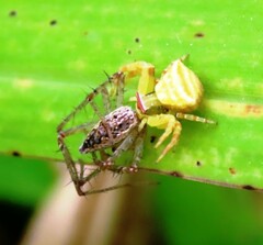 Gibbaranea bituberculata