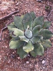 Agave seemanniana