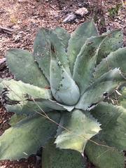 Agave seemanniana