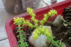 Sedum lineare