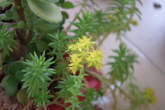 Sedum lineare