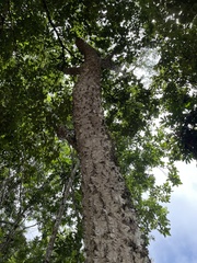 Parapiptadenia rigida