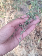 Henrya insularis