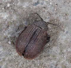 Galeruca pomonae