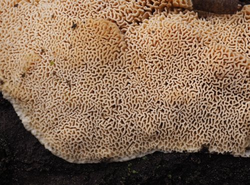 Fomitopsis renehenticii · iNaturalist
