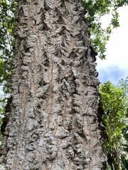 Parapiptadenia rigida