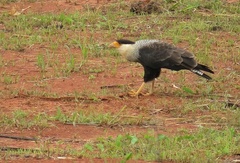 Caracara plancus