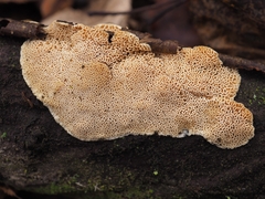 Cartilosoma rene-hentic