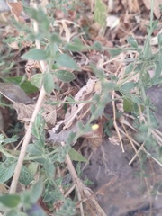 Henrya insularis