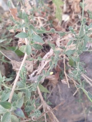 Henrya insularis
