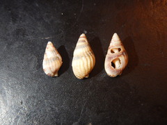 Tritia reticulata