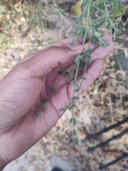 Henrya insularis
