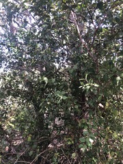 Malpighia glabra