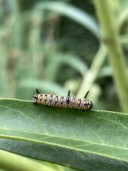 Danaus chrysippus orientis
