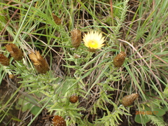 Helichrysum herbaceum
