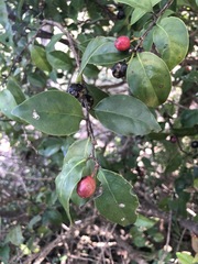 Malpighia glabra