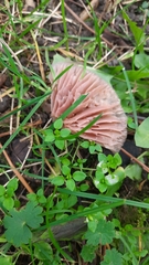 Lepista