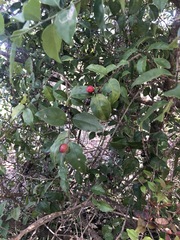 Malpighia glabra
