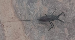 Laccotrephes