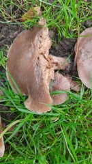 Lepista