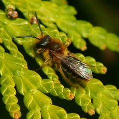 Andrena nitida
