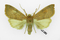 Xanthia ocellaris