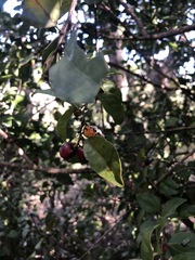 Ramosiana insignis
