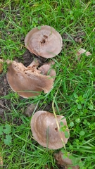 Lepista