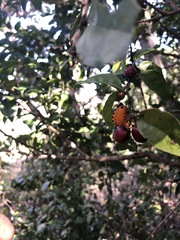 Ramosiana insignis