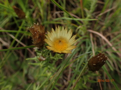 Helichrysum herbaceum