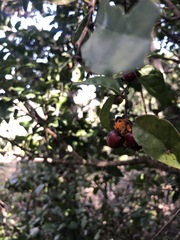 Ramosiana insignis