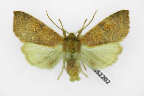 Pale-lemon Sallow