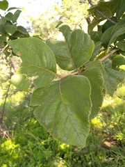 Ficus ingens