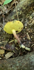 Cyanoboletus cyaneitinctus