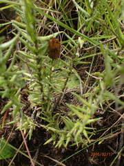 Helichrysum herbaceum