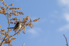 Heliocarpus terebinthinaceus