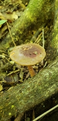 Cyanoboletus cyaneitinctus