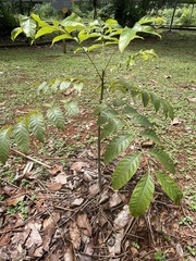 Swietenia macrophylla
