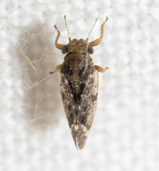 Pachypsylla celtidisvesicula