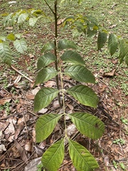 Swietenia macrophylla