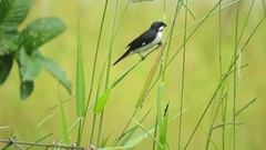 Sporophila lineola